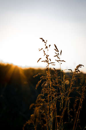 Grass stalks in a field at sunset. Beautiful blurred natural backgroundの写真素材