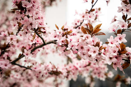 Flowering branches of pink cherry, selective focus, front viewの写真素材