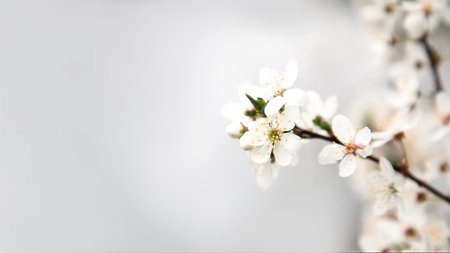 Banner of blooming branches on a background of gray sky, selective focus
