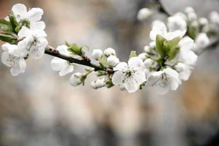 Natural background of branches of a flowering tree, selective focusの写真素材