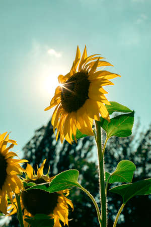 Bright yellow sunflower in the sun. Close-upの写真素材