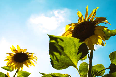 Bright yellow sunflowers against a clear blue sky in sunny weather. Close-up