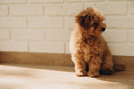 A small brown poodle dog sits on the floor and looks away. Puppy portrait