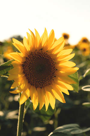 Bright yellow sunflower in sunny weather. Close-upの写真素材