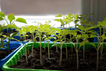 Green tomato seedlings on the balcony. Gardening concept. Growing on a windowsillの写真素材