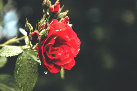 Scarlet roses with drops after the rain and green leaves on a dark green background, selective focus, blurの写真素材