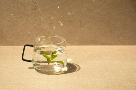 Tea with mint in a glass cup on a light stone table with with shadows. Front viewの写真素材