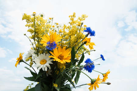 Field flowers, daisies, cornflowers in a womans hand on a background of a blue sky with cloudsの写真素材