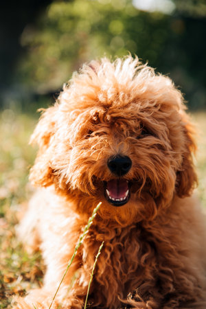 A small brown poodle dog lies with the tongue sticking out. Puppy portraitの写真素材