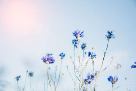 Cornflowers close-up against a blue sky. Natural background, selective focusの写真素材
