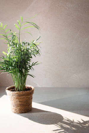 Indoor plant, palm tree, in a pot wrapped with a thick rope on a stone beige background with shadow. Front viewの写真素材