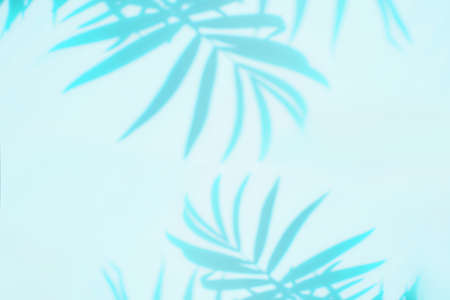 The shadow of the leaves of a tropical plant on a light blue background. Copy space, free place, top viewの写真素材
