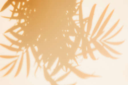 The shadow of the leaves of a tropical plant on a light peach background. Copy space, free space,...