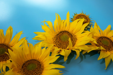 Bright sunflower flowers with a green stem on a blue background close-up. Top viewの写真素材