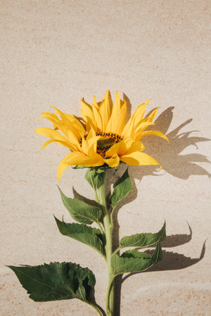 Bright sunflower flower with a green stem on a light beige stone background. Top viewの写真素材