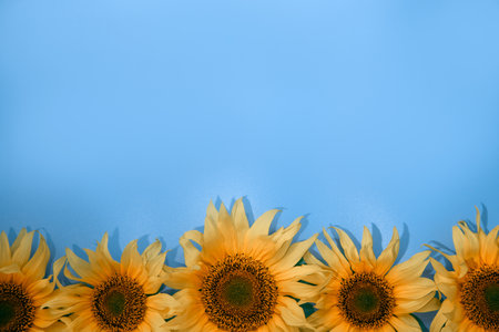 Bright sunflower flowers with a green stem on a blue background close-up. Top view, copy spaceの写真素材