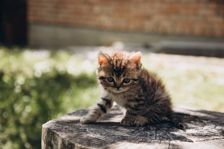 Little gray tabby kitten on a stump on a sunny day. Front viewの写真素材