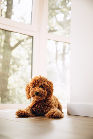 A small red poodle is lying on the floor against the background of a large window. Front viewの写真素材