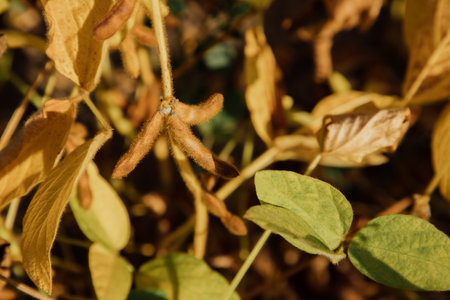 Ripe yellow soybean plants in a field close-up. Agricultural field with ripe soy. Top viewの写真素材