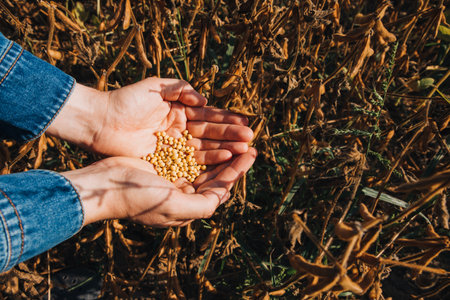 Close-up of a farmer holding ripe yellow soybeans in his palms on a sunny day in an agricultural field in a denim shirtの写真素材