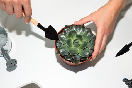 Close up female hands transplanting a green succulent on the balcony on white table. Front viewの写真素材