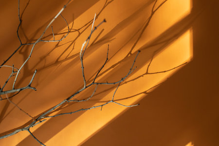 A branch of a tree without leaves on an orange background with a shadow from the daytime sun. Flat layの写真素材