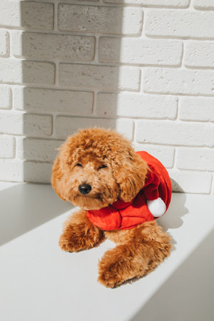 A small ginger poodle dog in a Santa suit lies on the white table on a sunny day. Christmas concept, front viewの写真素材