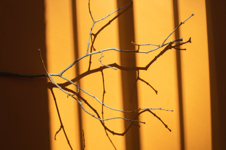 A branch of a tree without leaves on an orange background with a shadow from the daytime sun. Flat layの写真素材