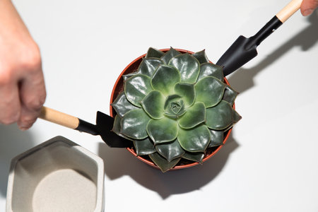 Close up female hands transplanting a green succulent on the balcony on white table. Front viewの写真素材
