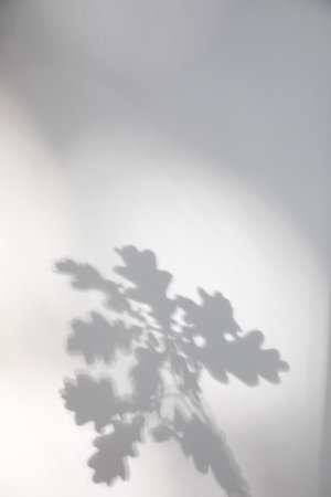 Gray wall, background with shadows of oak leaf, branch. Front view, selective focusの写真素材
