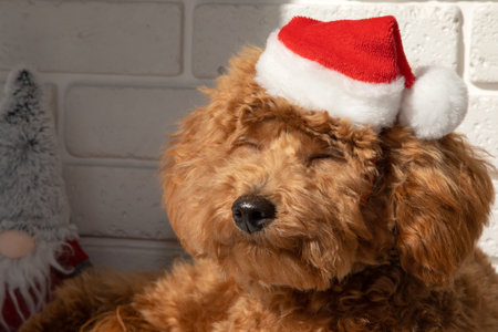 Close-up small ginger poodle dog in a Santa suit lies and sleeps on a sunny day. Christmas concept,...