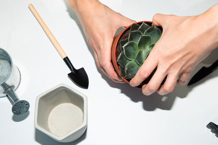 Close up female hands transplanting a green succulent on the balcony on white table. Top view