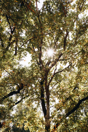 Green and yellow autumn oaks on the background of a blue sky with a bright daytime sun. Landscape, natural backgroundの写真素材