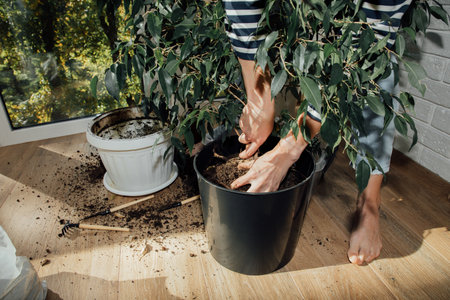 Transplanting a home pot into another pot. Close-up of female hands placing ficus in a new pot. Front view, selective focusの写真素材