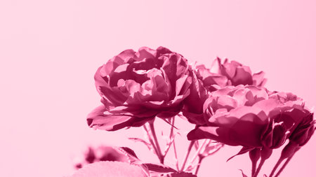 Viva magenta roses with leaves on a light background, selective focus, blur. Natural background, bannerの写真素材