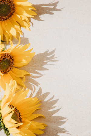 Bright sunflower flowers on a light beige stone background. Top viewの写真素材