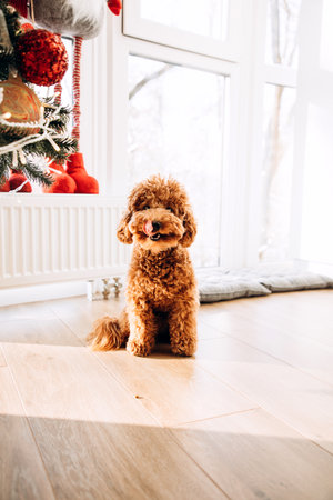 A small red poodle sits on the floor near the Christmas tree at home. Front viewの写真素材
