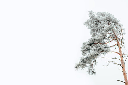 Snow-covered pine against a cloudy gray winter sky. Natural background, copy spaceの写真素材