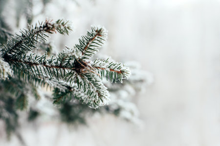Snow-covered spruce branch, winter background. Front view