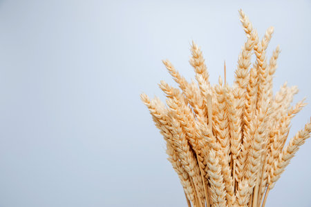 Dry spikelets of wheat on a white background close-up with copy space. Natural background. Front...