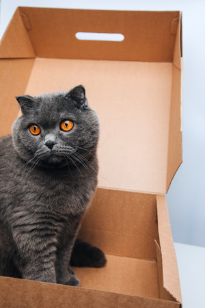 A short-haired gray cat with big orange eyes sits in a brown box, close-up. Front view