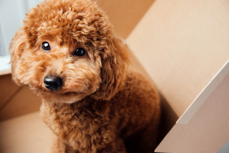 Pets portrait. A red poodle dog sits in a brown box on a white background. Top viewの写真素材
