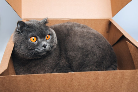 A short-haired gray cat with big orange eyes sits in a brown box, close-up. Front view