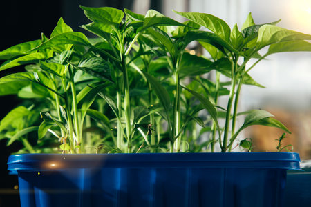 Gardening concept. Green sprouts of seedlings grown from seeds. Seedlings of pepper in a pot with soil. Front viewの写真素材