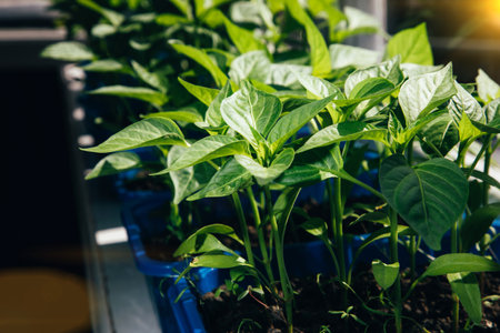 Gardening concept. Green sprouts of seedlings grown from seeds. Seedlings of pepper in a pot with soil. Front viewの写真素材