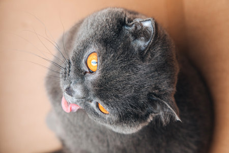 A short-haired gray cat with big orange eyes sitting and licks his lips in a brown box, close-up. Top viewの写真素材