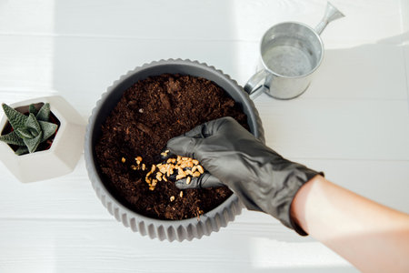 Womans hand in a black glove with microgreen seeds. The concept of home gardening, hanging seeds. View from aboveの写真素材