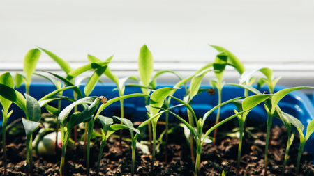 Gardening concept. Green sprouts of seedlings grown from seeds. Seedlings of pepper in a pot with soil. Front viewの写真素材