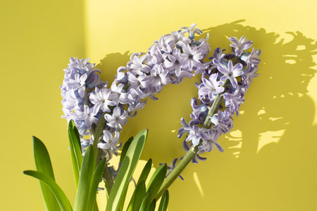 Purple hyacinth flower on a yellow background. Spring background. Front viewの写真素材