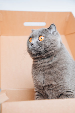 A short-haired gray cat with big orange eyes sits in a brown box, close-up. Front viewの写真素材